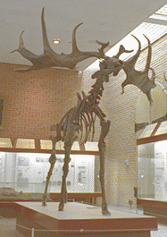 Irish Elk